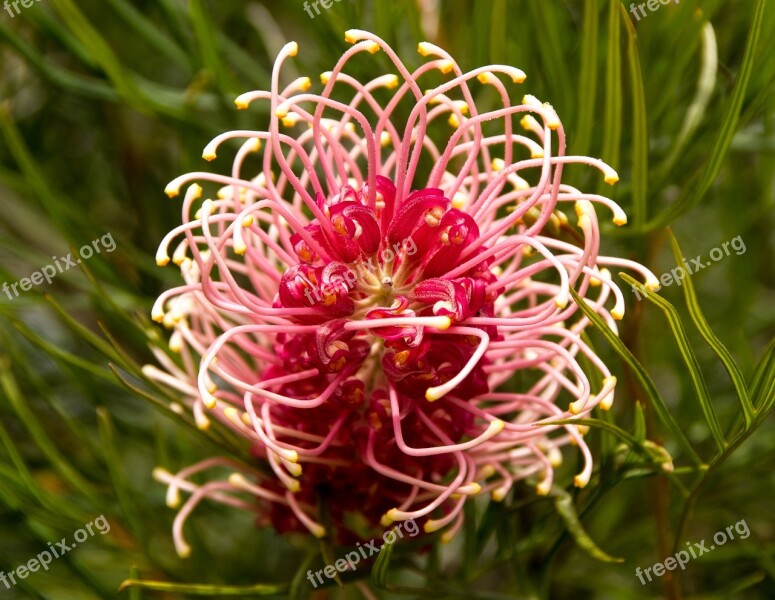 Grevillea Flower Australian Native Pink