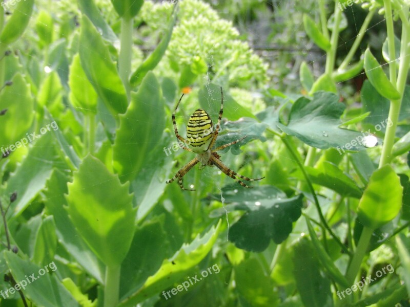 Tiger Spider Spider Silk Band Spider Garden Nature