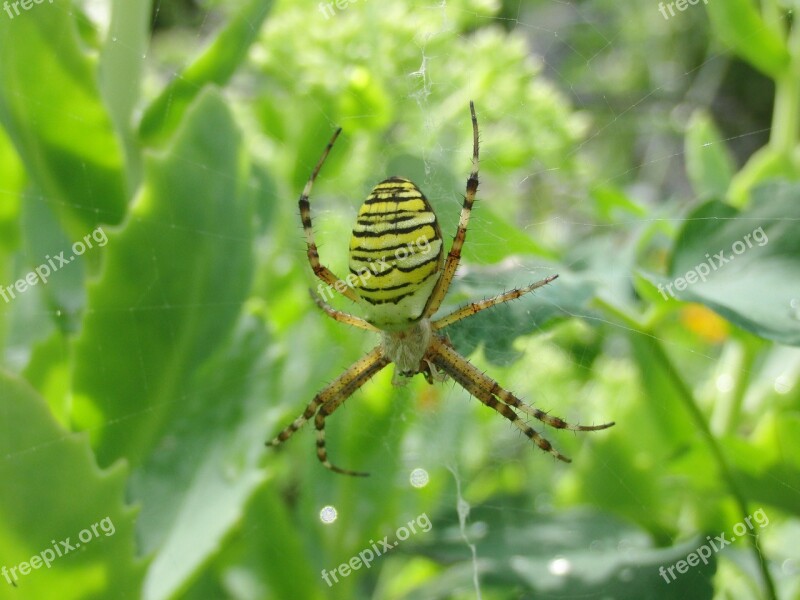 Zebraspinne Spider Tiger Spider Wasp Spider Garden