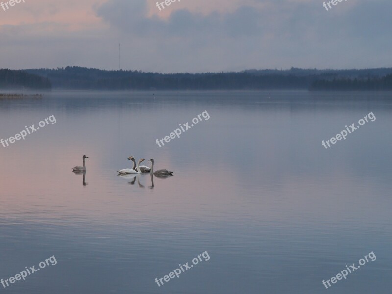 Swan Evening Peace Calm Beach