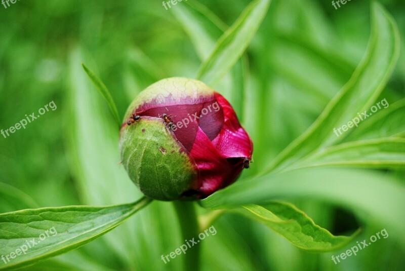 Flower Flowering Nature Petals Pretty