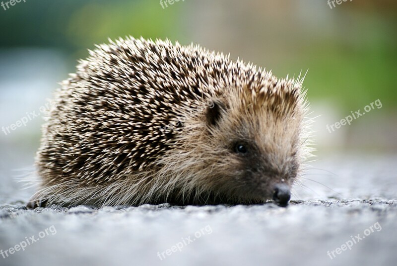 Hedgehog Animal Wild Garden Free Photos