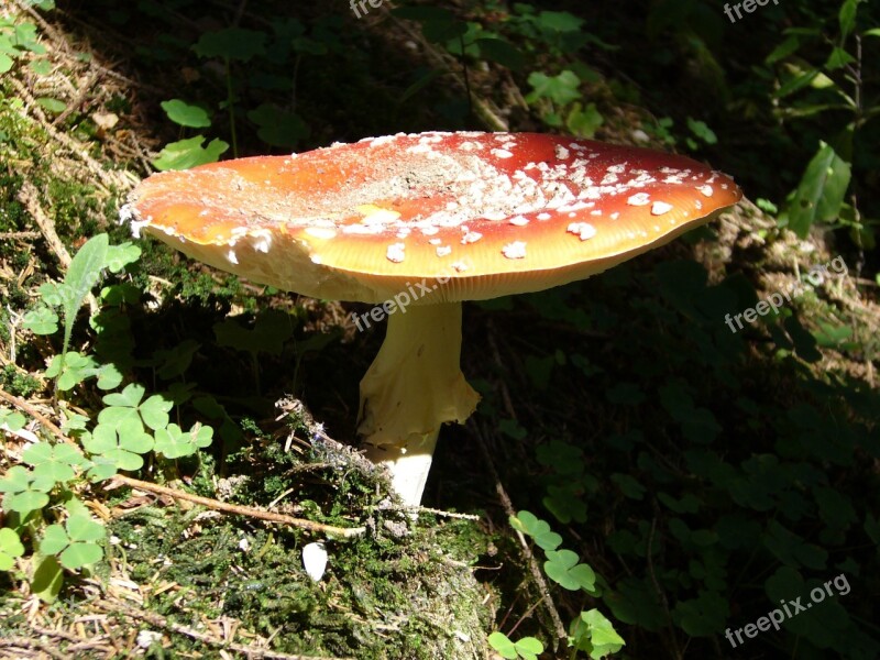 Mushroom Nature Lamellar Forest Floor Autumn