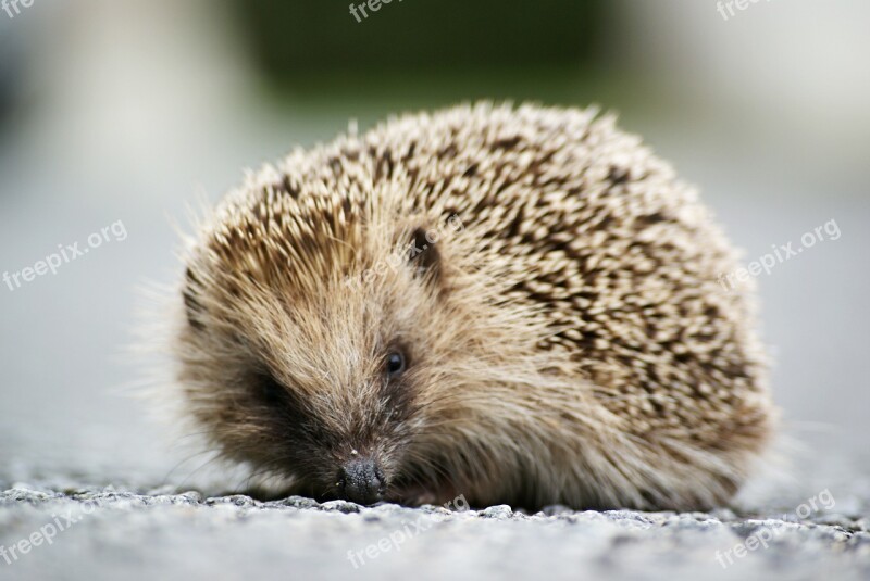 Hedgehog Animal Wild Free Photos