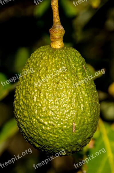 Hass Avocado Avocado Fruit Tree Green