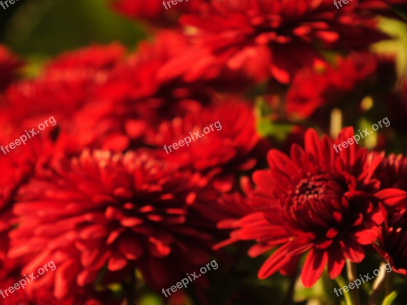 Red Flower Bright Nature Macro