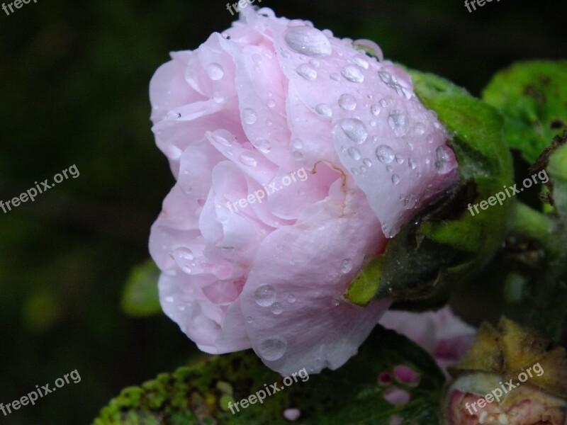 Flower Petal Rosa Drop Summer