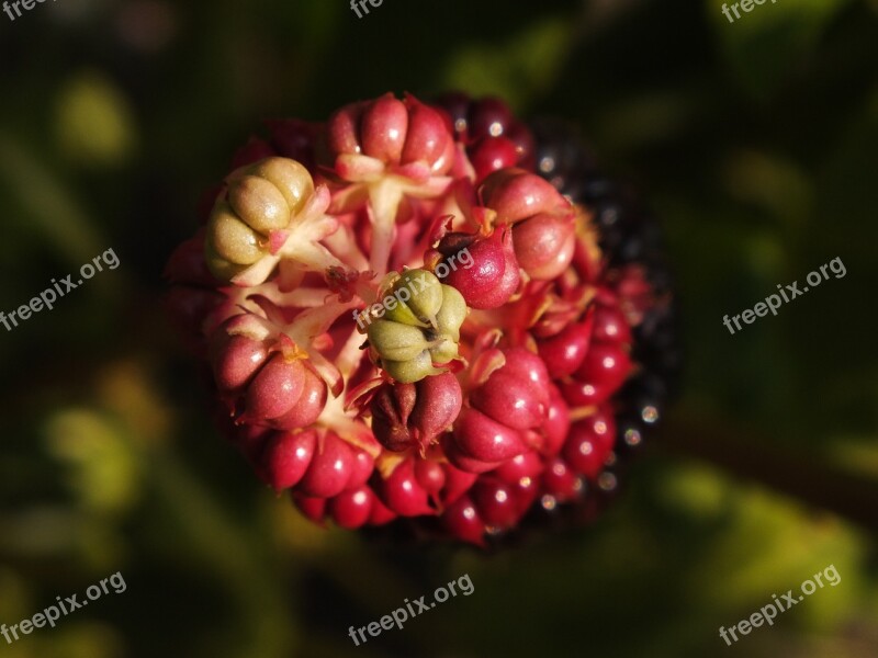 Berry Nature In The Summer Of Macro Free Photos