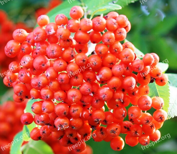 Tree Mountain Ash Berries Rowanberries Red