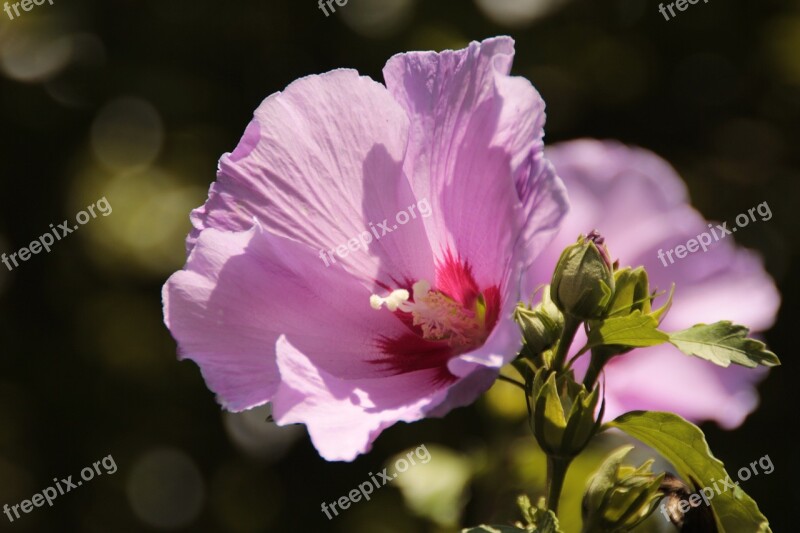 Flower Bush Hibiscus Petals Pistil