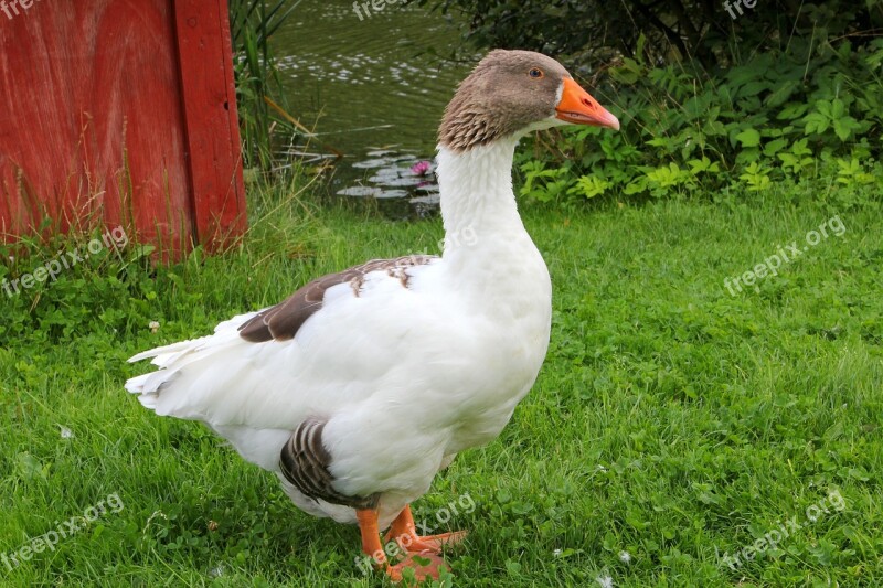 Goose Bird Spring Free Photos