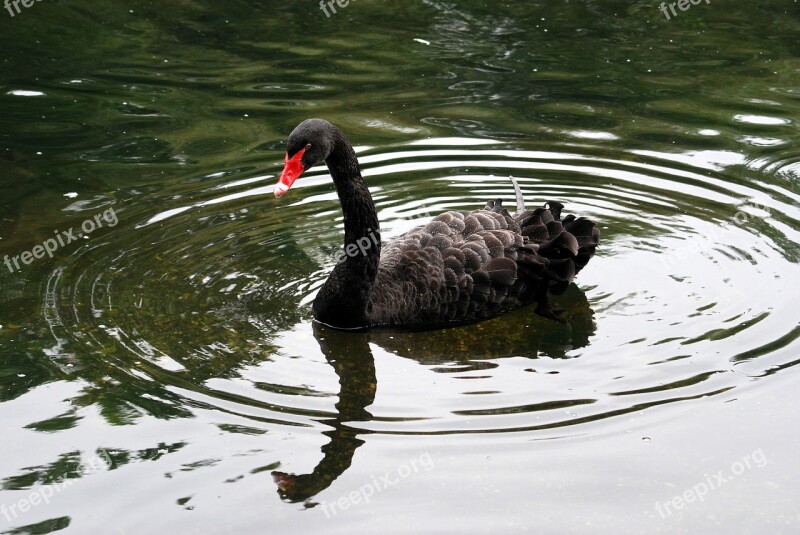 Black Swan Cygnus Atratus Waterbird Australia Waterfowl