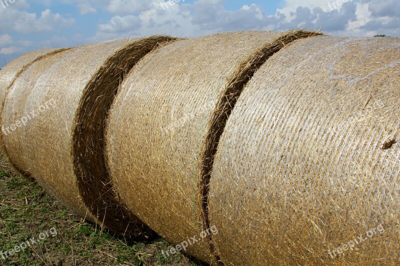 Straw Feed Halmbal Around Free Photos