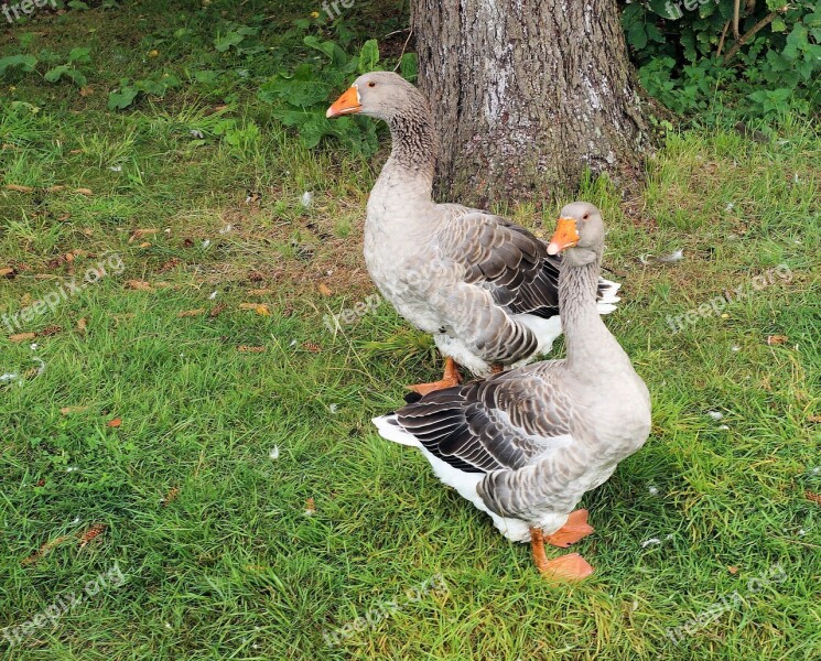 Geese Pomeranian Geese Rügener Goose Livestock Down