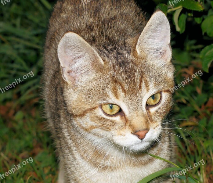 Cat Young Animal Portrait Dear Friendly