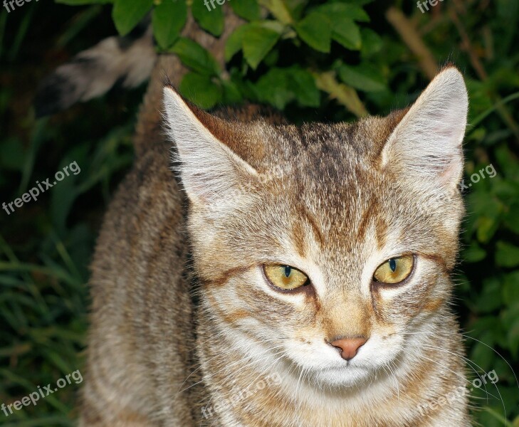 Cat Young Animal Portrait Dear Friendly