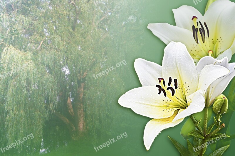 Lilies Dream White Poem Relax