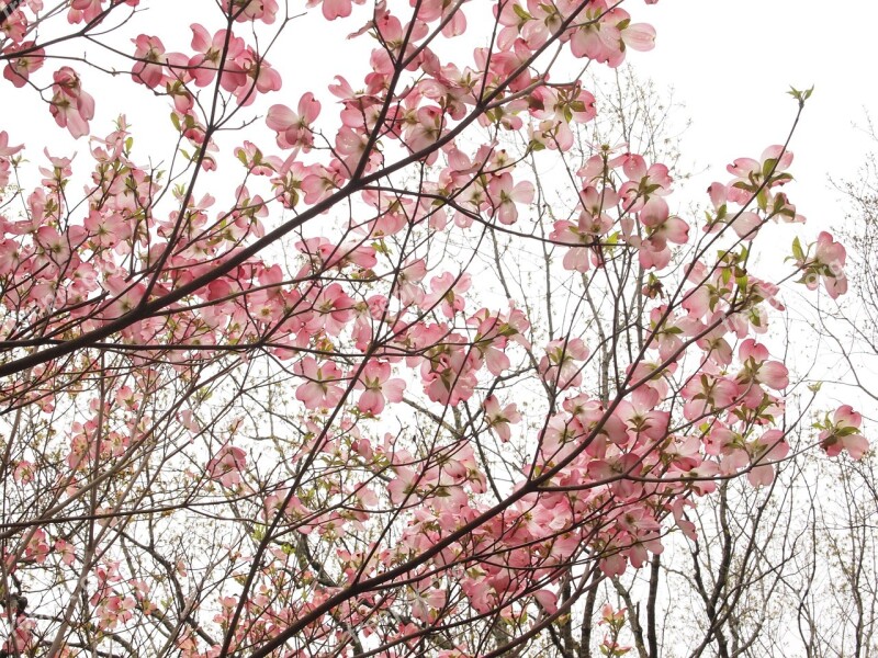 Dogwood Spring Flowering Bloom Blossom