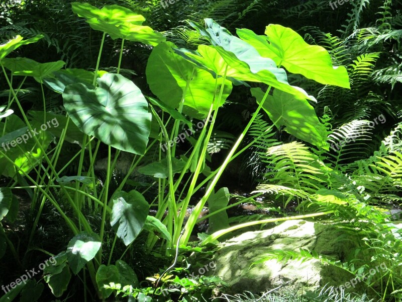 Elephant Ears Ferns Tropical Plants Garden