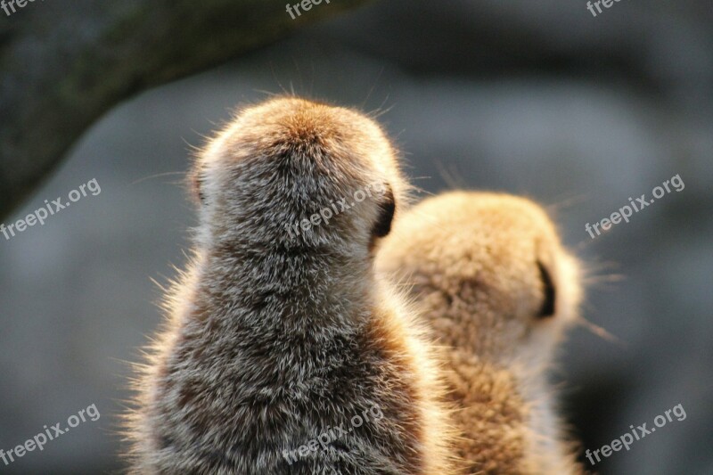 Meerkat Watch Guard Nature Animals