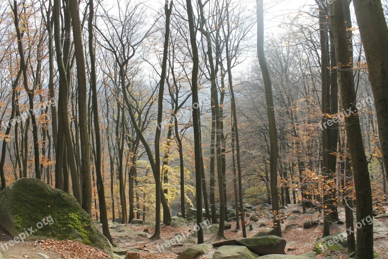 Autumn Trees Forest Nature Autumn Forest