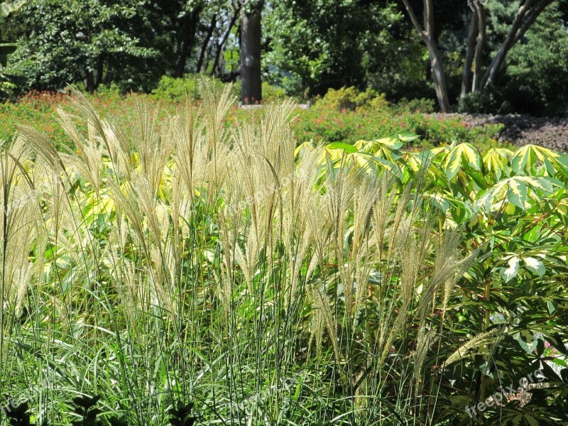 Pampas Feather Reed Grass Tall Plant