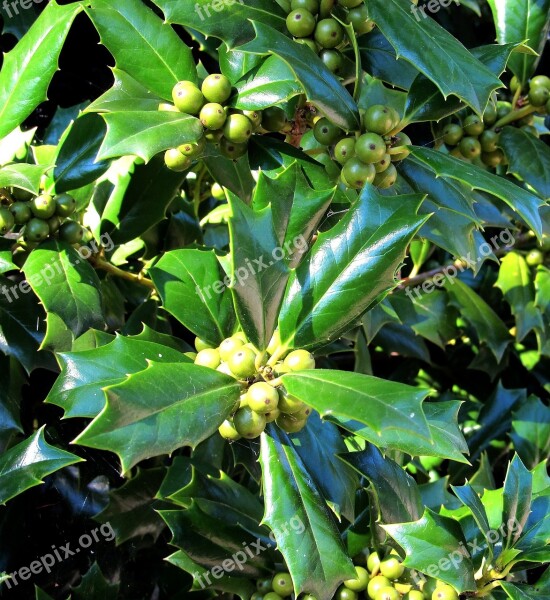 Green Holly Berries Holly Plant Season