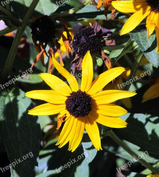 Brown-eyed Susan Flower Bloom Flower Yellow Brown