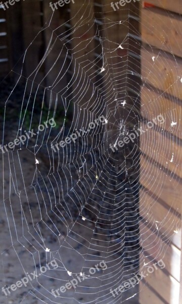 Spider Web Spiderweb Spider Web Thread