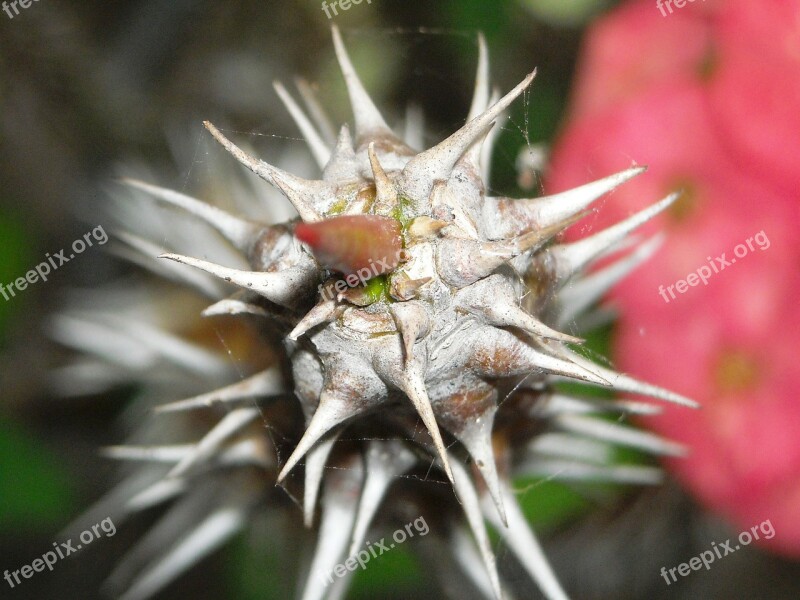 Thorn Plants Rod Ephorbia The Tree