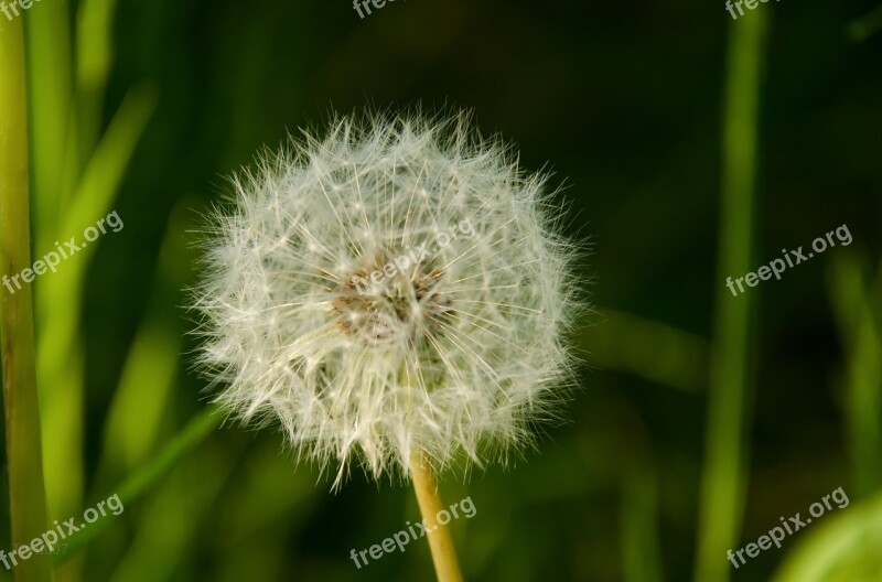 Dandelion Blossom Bloom Meadow Nature