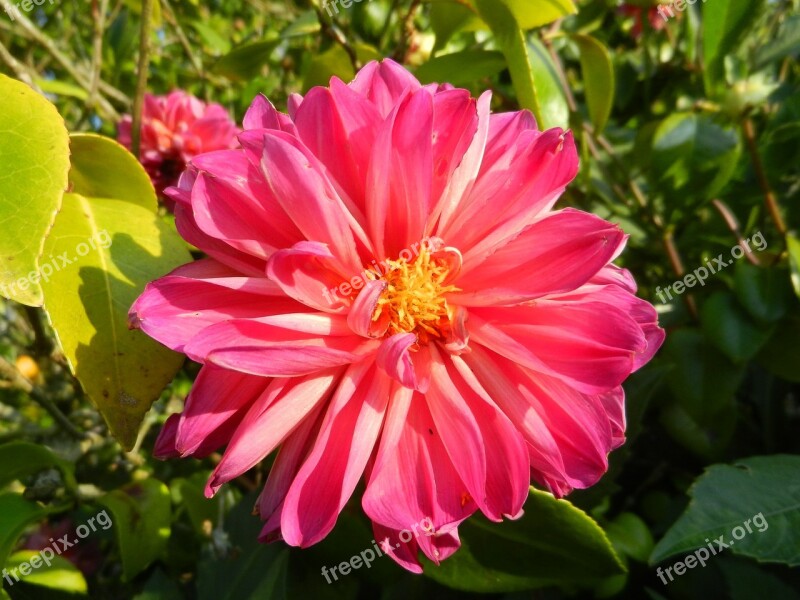 Dalia Flower Garden Free Photos