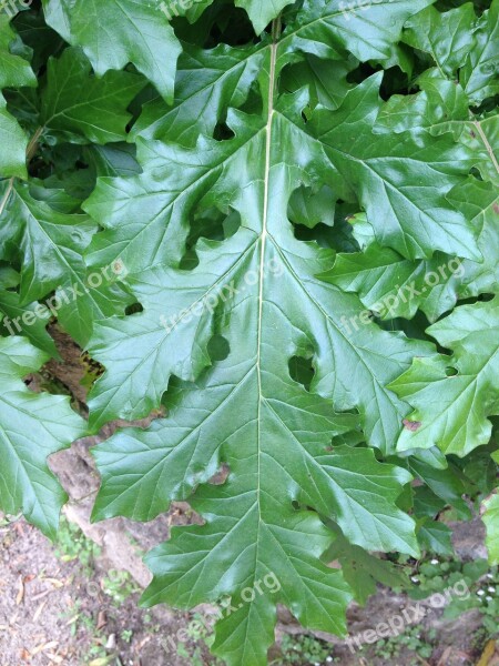 Acanthus Palatine Garden Trajan Free Photos