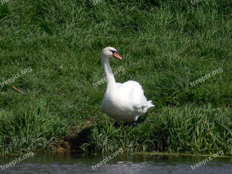 Swan Bird Water Bird Mute Swan Swans