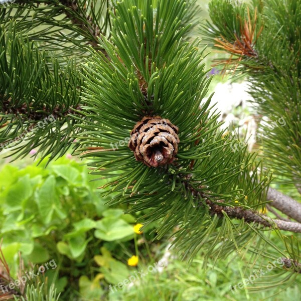 Nature Conifer Pinecone Green Free Photos