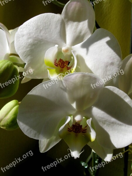 White Flower The Petals Orchid Free Photos