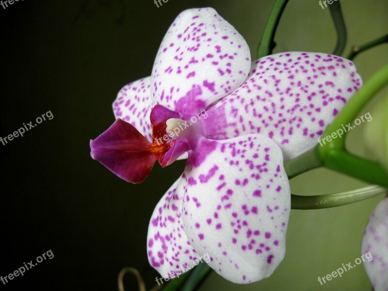 Orchid Closeup Oriental Flower Blooming Free Photos