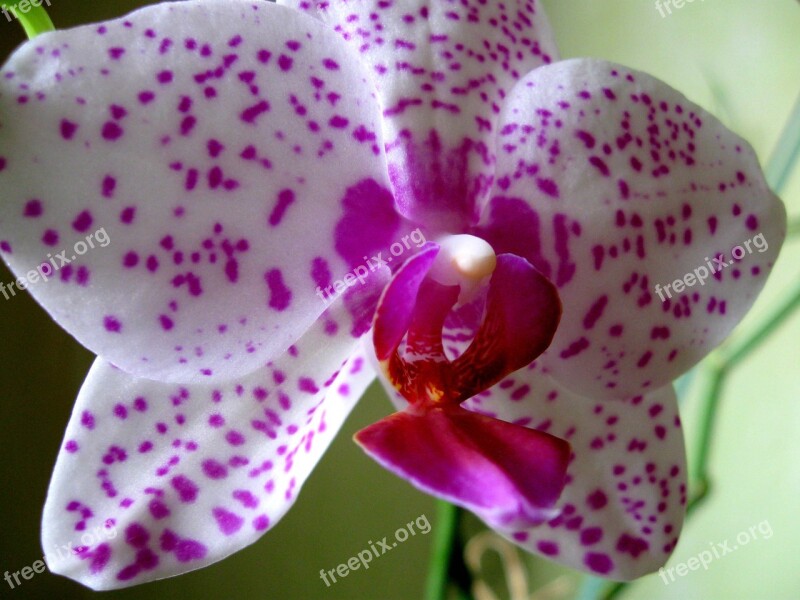 Flower Orchid Closeup Pink Free Photos