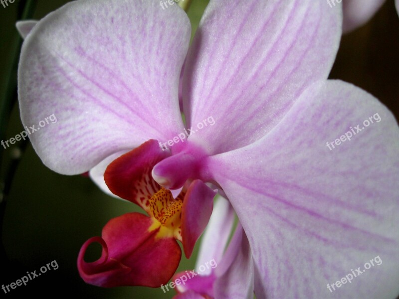 Flower Petals Closeup Orchis Free Photos