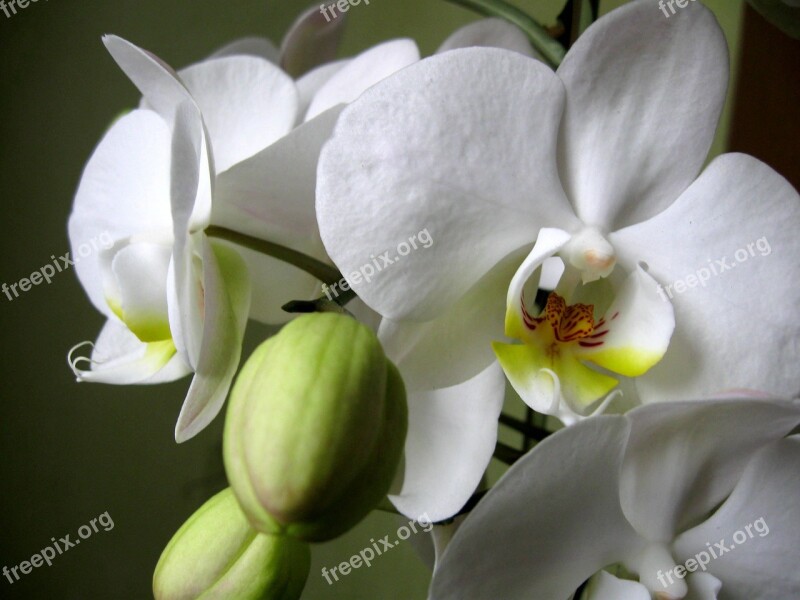 Orchis The Petals Flower Orchid Flower Buds