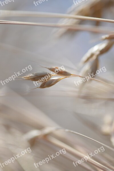 Grain Cereals Cornfield Spike Field