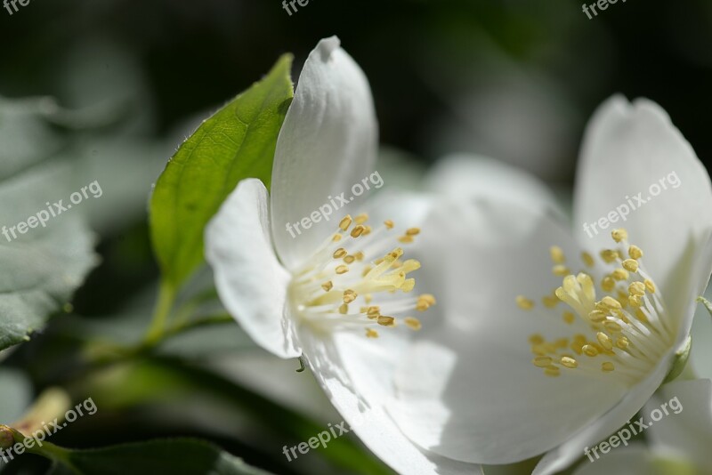 White Bloom Blossom Bloom Plant