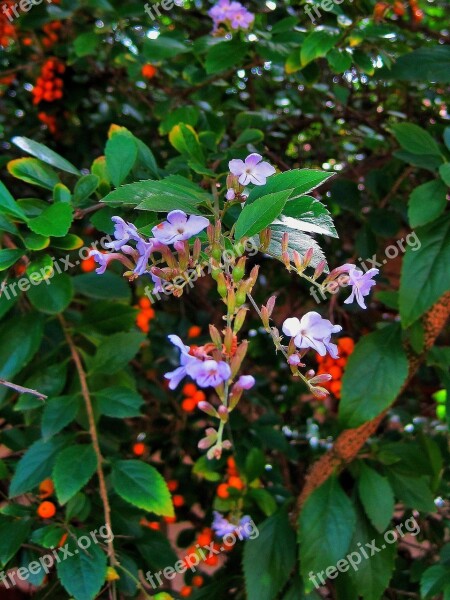 Duranta Tree Tree Bush Duranta Flowers