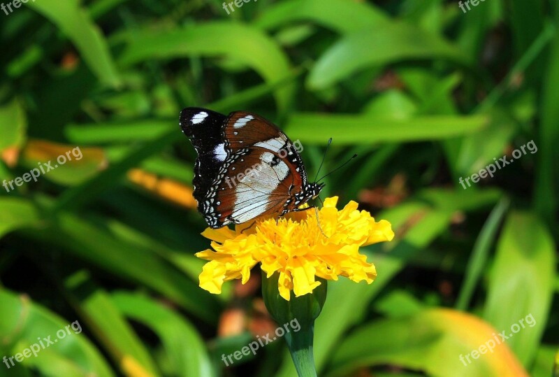 Brown Butterfly Butterfly Insect Lepidoptera Brown