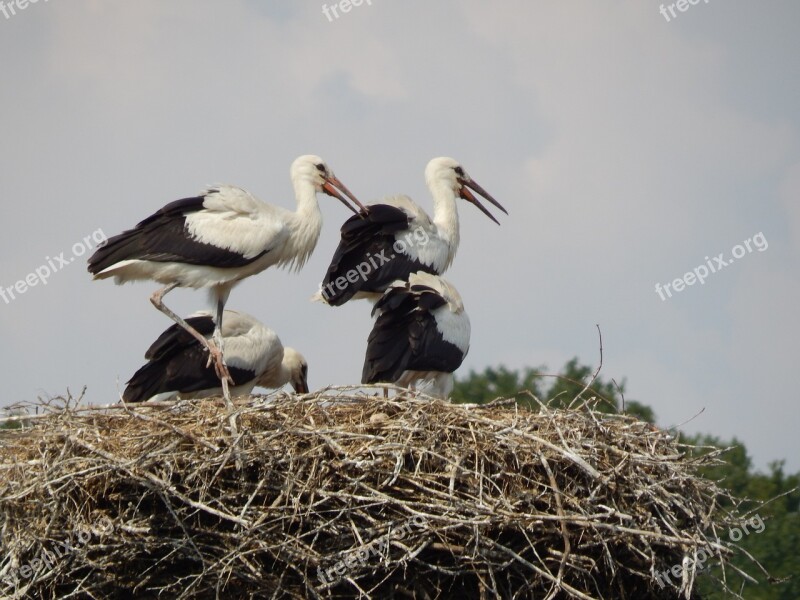 Storks Birds Young Socket Free Photos