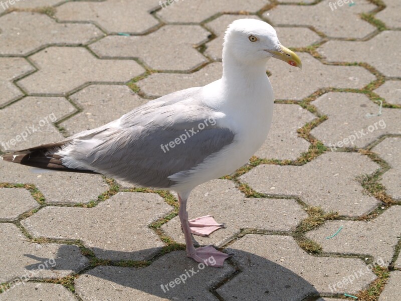 Seagull Bird Water Bird Creature Animal