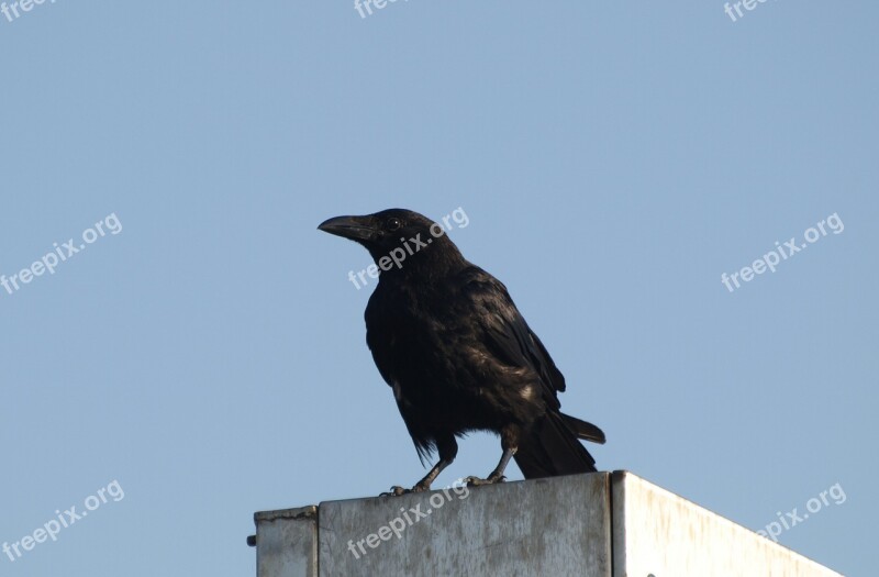 Raven Bird Black Nature Raven Bird