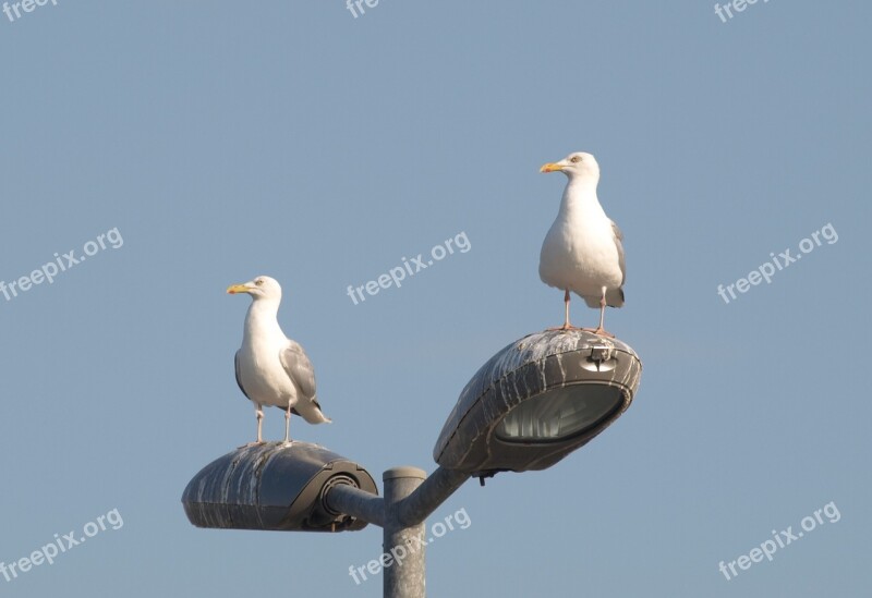 Gulls North Sea Nature Sky Vacations