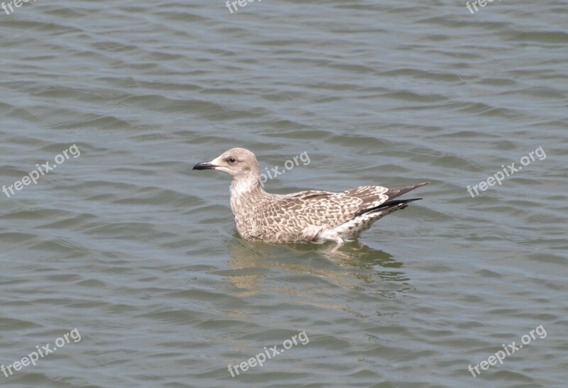 Grey Gull Seagull North Sea Water Sea