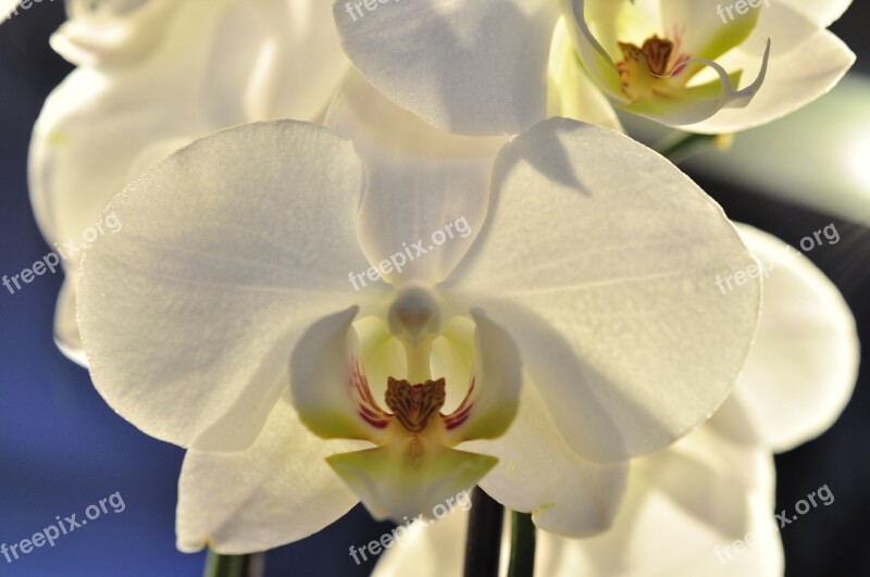 Orchid White Flower Blossom Bloom